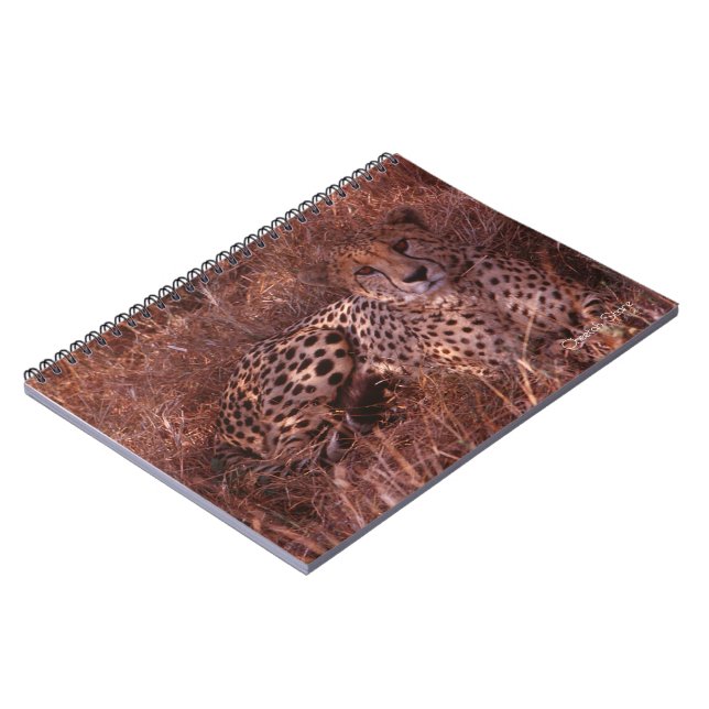 Cheetah Stare Notebook (Left Side)