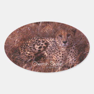 Cheetah Stare Oval Sticker
