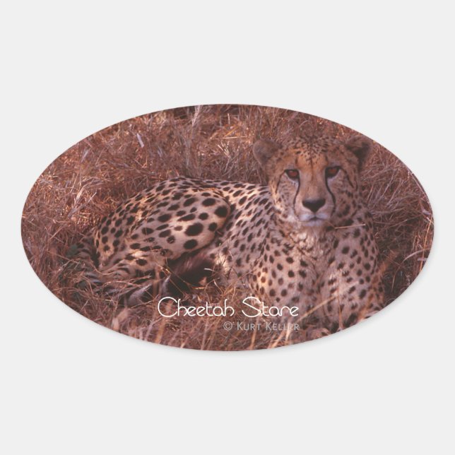 Cheetah Stare Oval Sticker (Front)