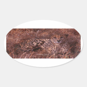 Cheetah Stare Oval Stickers