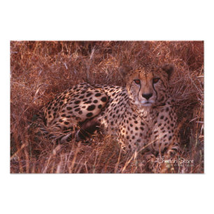 Cheetah Stare Photo Print