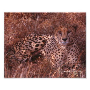 Cheetah Stare Photo Print