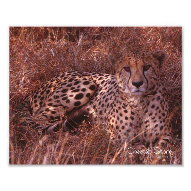 Cheetah Stare Photo Print (Front)