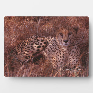 Cheetah Stare Plaque
