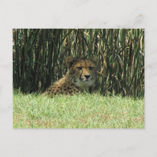 cheetah stare postcard