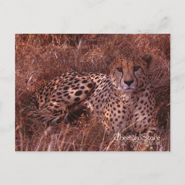 Cheetah Stare Postcard (Front)