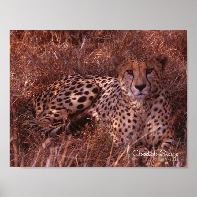 Cheetah Stare Poster (Front)