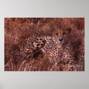 Cheetah Stare Poster
