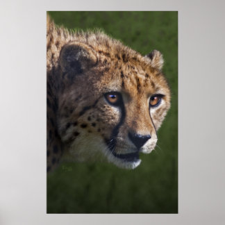 Cheetah Stare Print