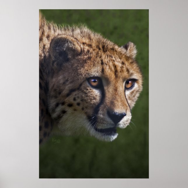 Cheetah Stare Print (Front)
