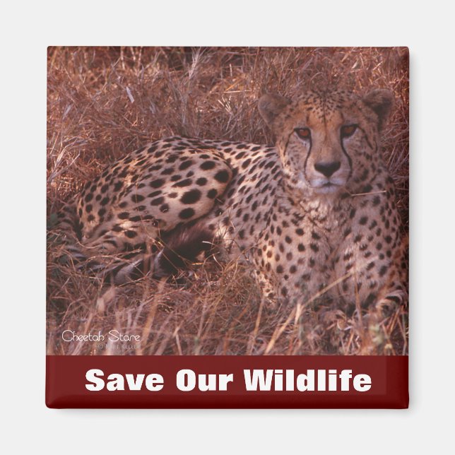 Cheetah Stare Save Our Wildlife Magnet (Front)