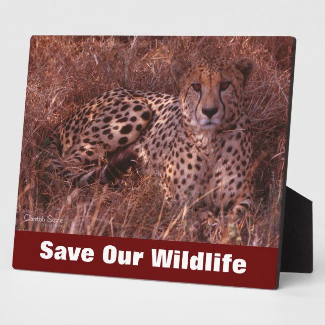 Cheetah Stare Save Our Wildlife Plaque (Side)
