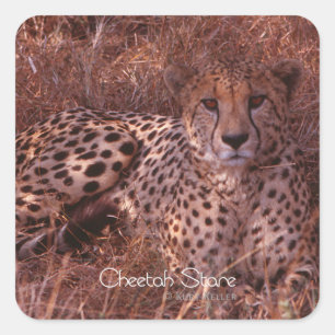 Cheetah Stare Square Sticker