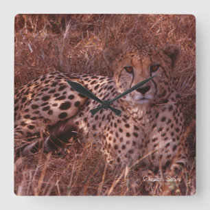 Cheetah Stare Square Wall Clock