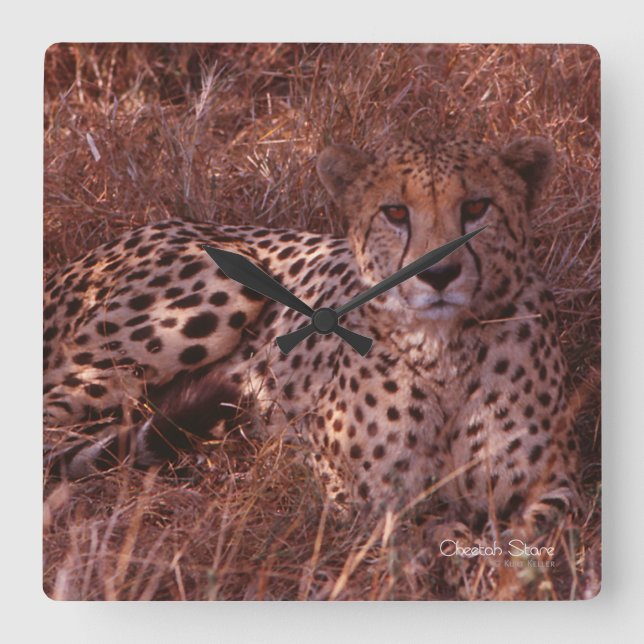 Cheetah Stare Square Wall Clock (Front)