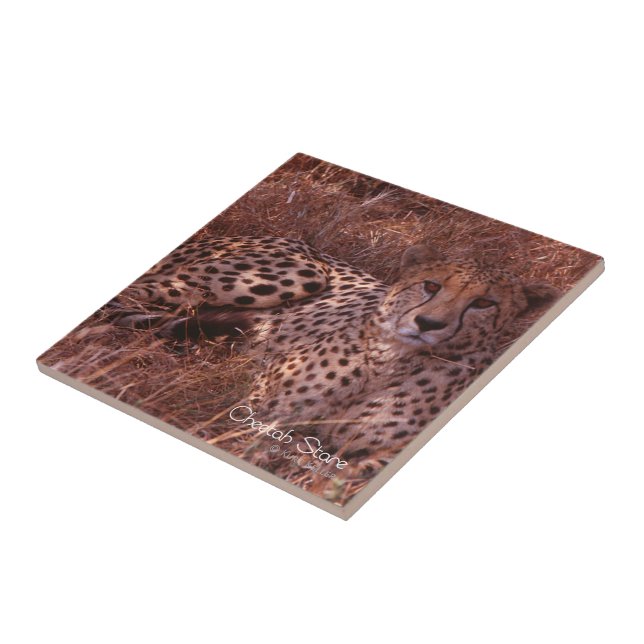 Cheetah Stare Tile (Side)