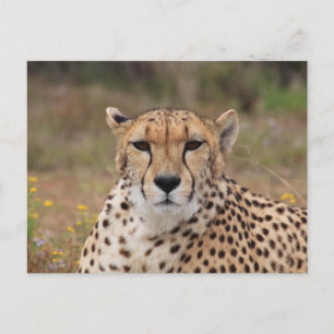 Cheetah Staring At You Postcard