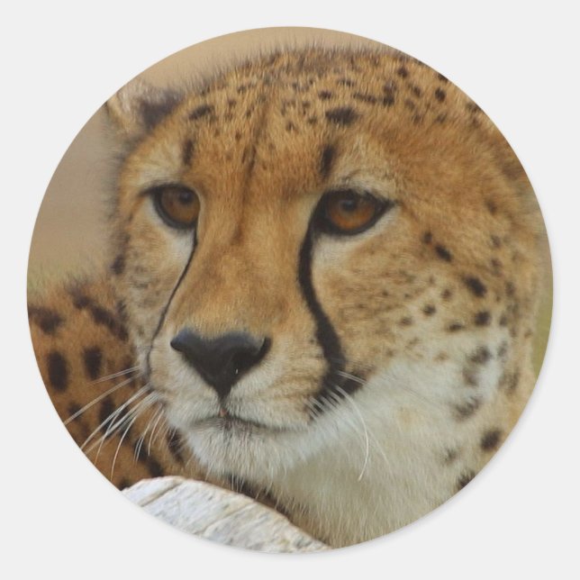 Cheetah Sticker (Front)