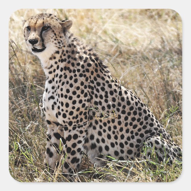 Cheetah Sticker 2 (Front)