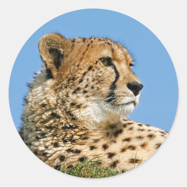 Cheetah Stickers (Front)