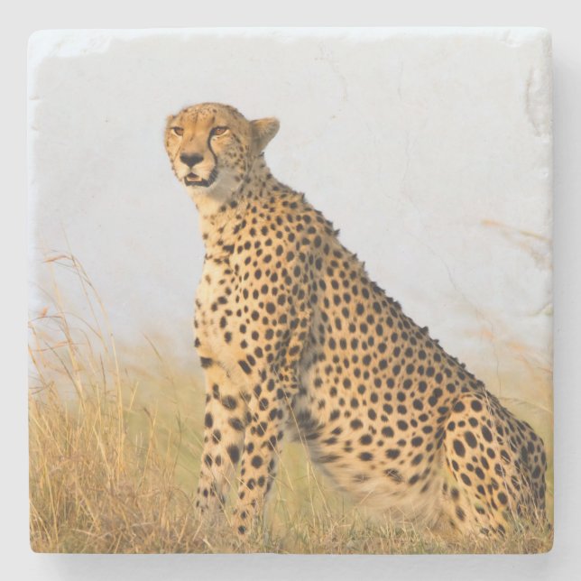 Cheetah Stone Coaster (Front)