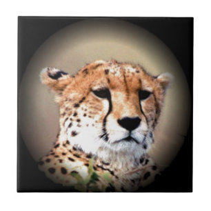 Cheetah Tear Marks Hakunamatata Tile