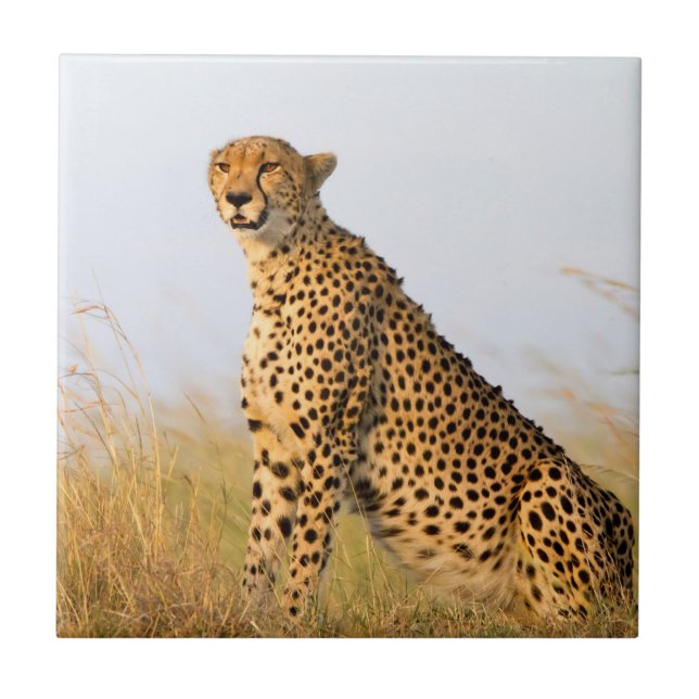 Cheetah Tile (Front)