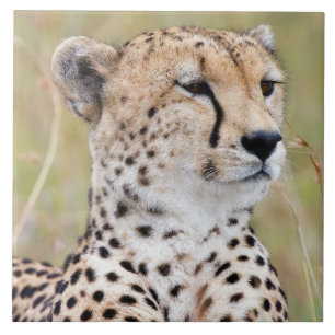 Cheetah Tile