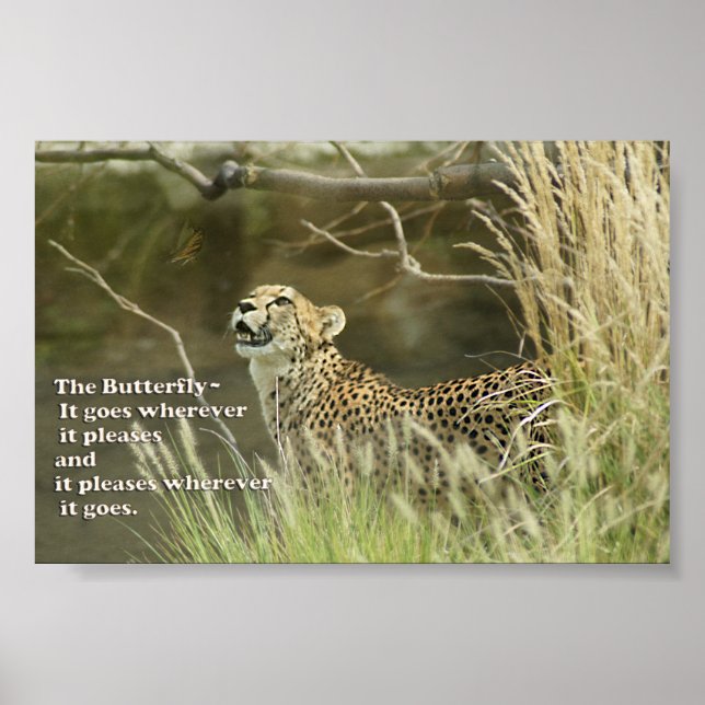 CHEETAH WATCHING BUTTERFLY  POSTER PROVERB (Front)