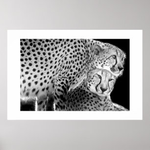 Cheetahs #1 poster