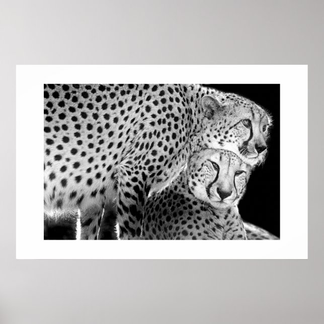 Cheetahs #1 poster (Front)