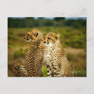 Cheetahs (Acinonyx Jubatus) Photography Postcard