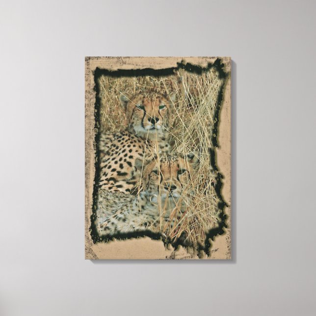 Cheetahs Canvas Print (Front)