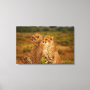 Cheetahs Canvas Print
