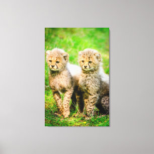 Cheetahs Canvas Print