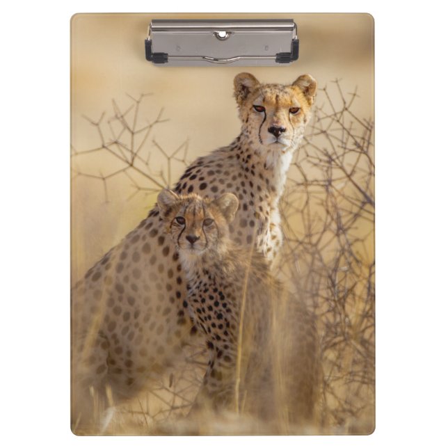 Cheetahs  clipboard (Front)