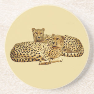 Cheetahs Coaster