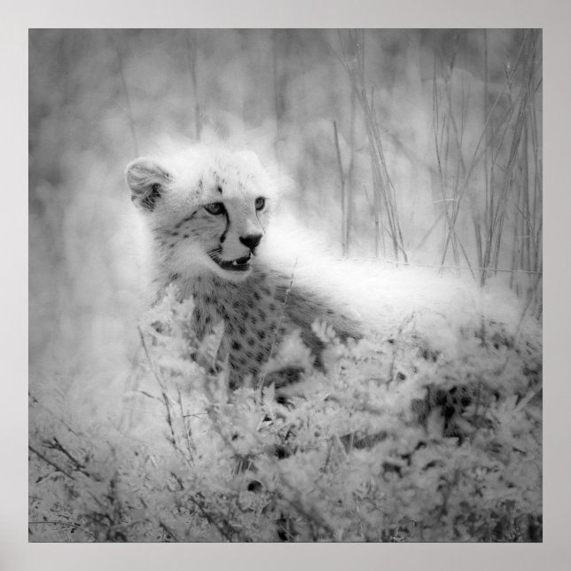 Cheetah's cub poster (Front)