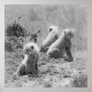 Cheetah's cubs poster