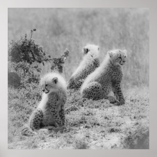 Cheetah's cubs poster