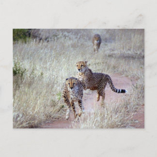 Cheetahs in Namibia Postcard