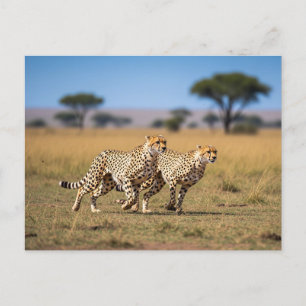 Cheetahs in Serengeti National Park Tanzania Postcard