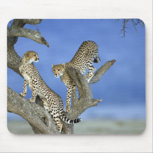 Cheetahs Mouse Mat