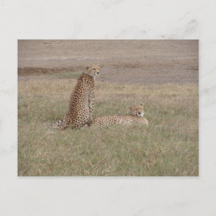 Cheetahs-Ngorongoro Crater Postcard