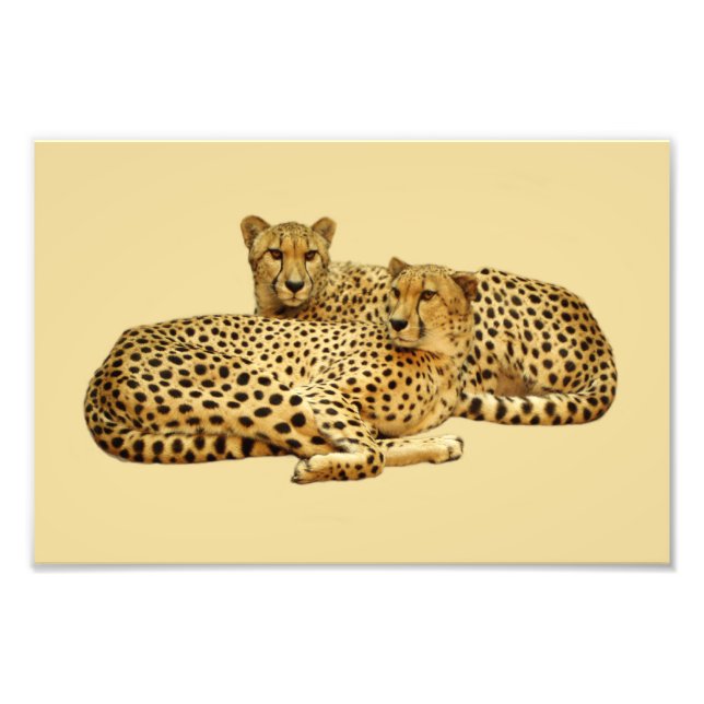 Cheetahs Photo Print (Front)