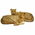 Cheetahs Photo Sculpture Magnet<br><div class="desc">Cut out photo of cheetahs lounging. Customisable background colour under "customise it"> edit > background</div>