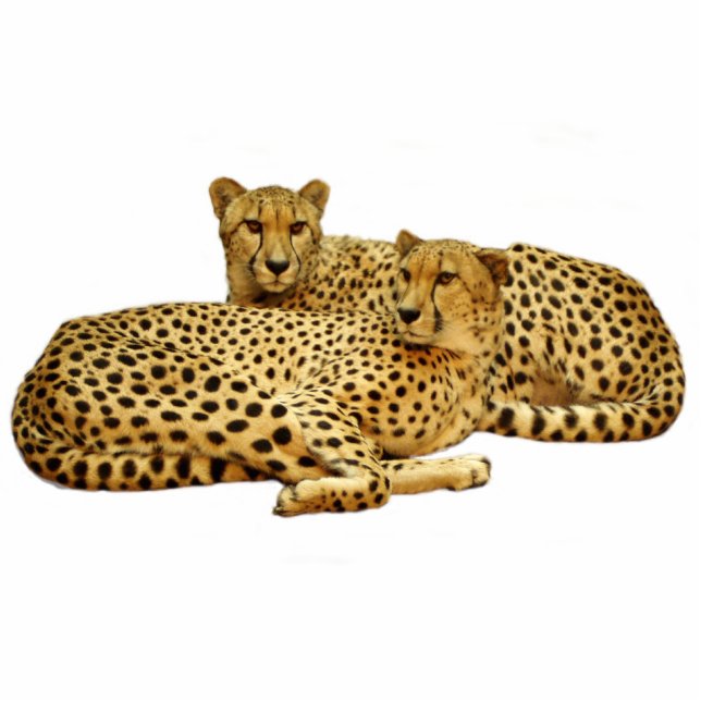 Cheetahs Photo Sculpture Magnet (Front)