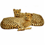 Cheetahs Photo Sculpture Magnet<br><div class="desc">Cut out photo of cheetahs lounging. Customisable background colour under "customise it"> edit > background</div>
