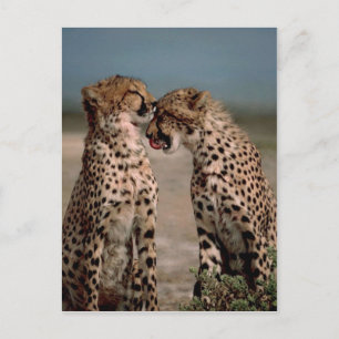 Cheetahs Postcard