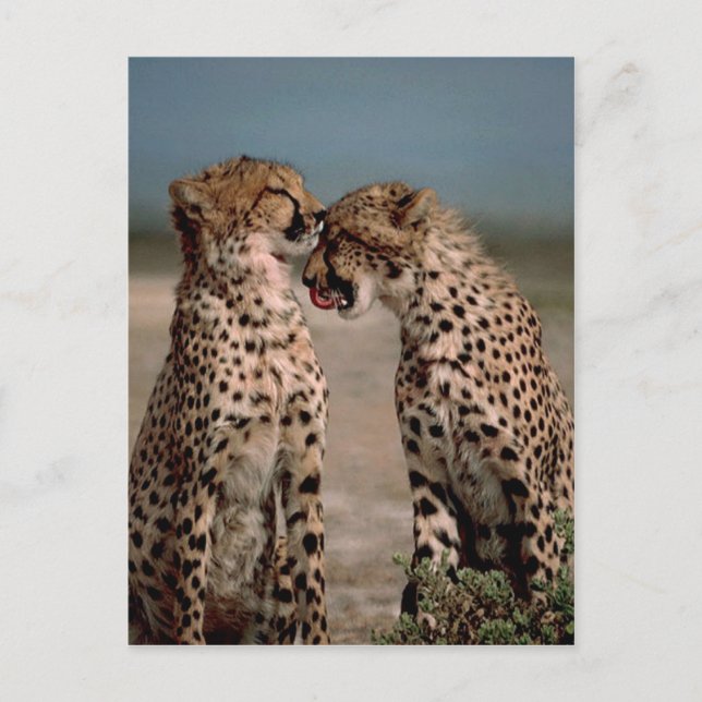 Cheetahs Postcard (Front)